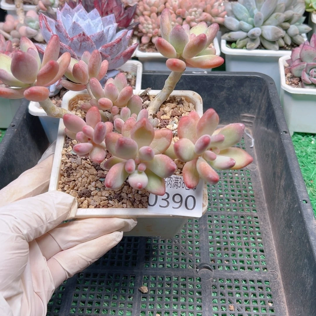 多肉一物一拍植物0390