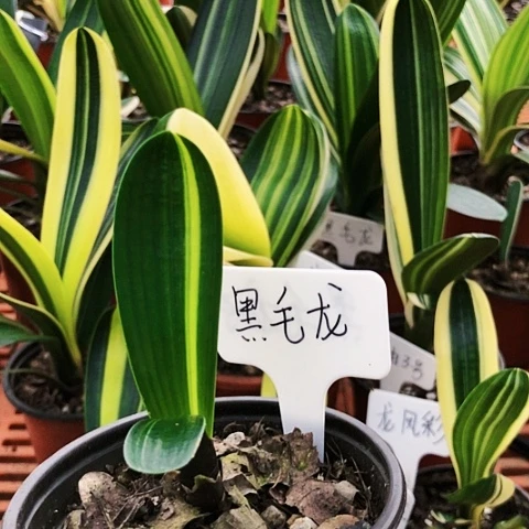 【闪购商品】种*豆