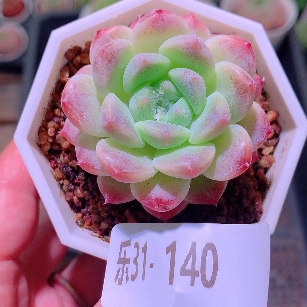 乐然31-140 秘境冰魄