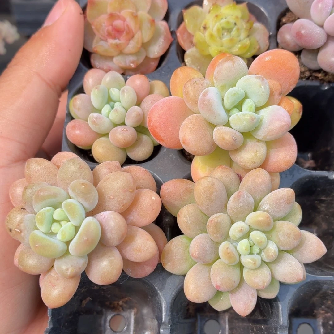 洛可可多肉9.9包邮发货