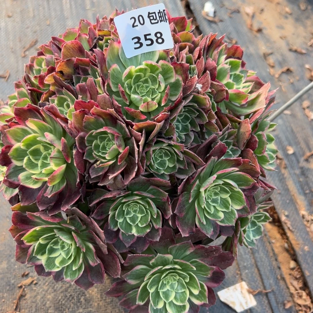 358万彩灯，满20包邮嘟叮熊