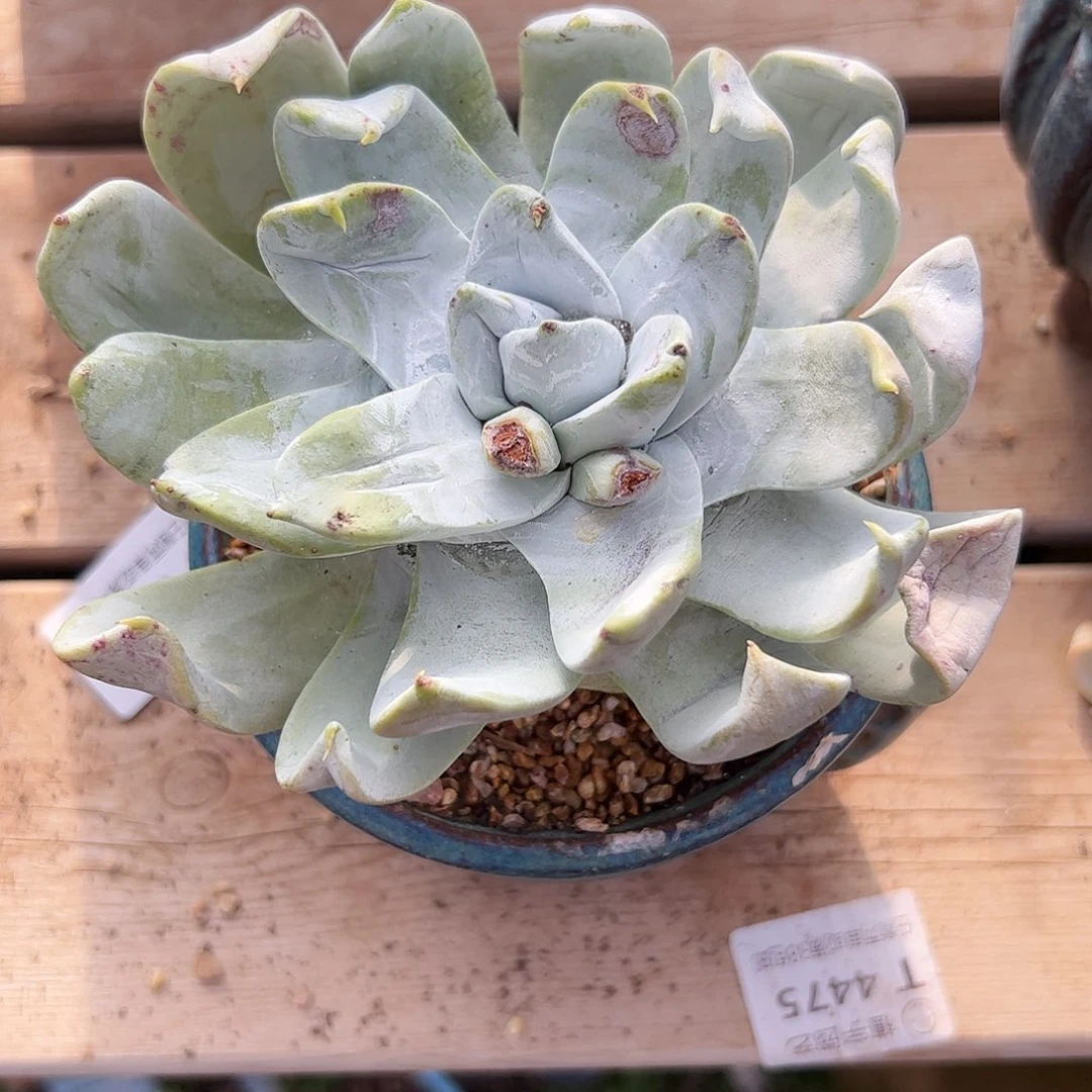 5056苹果拇指仙女杯