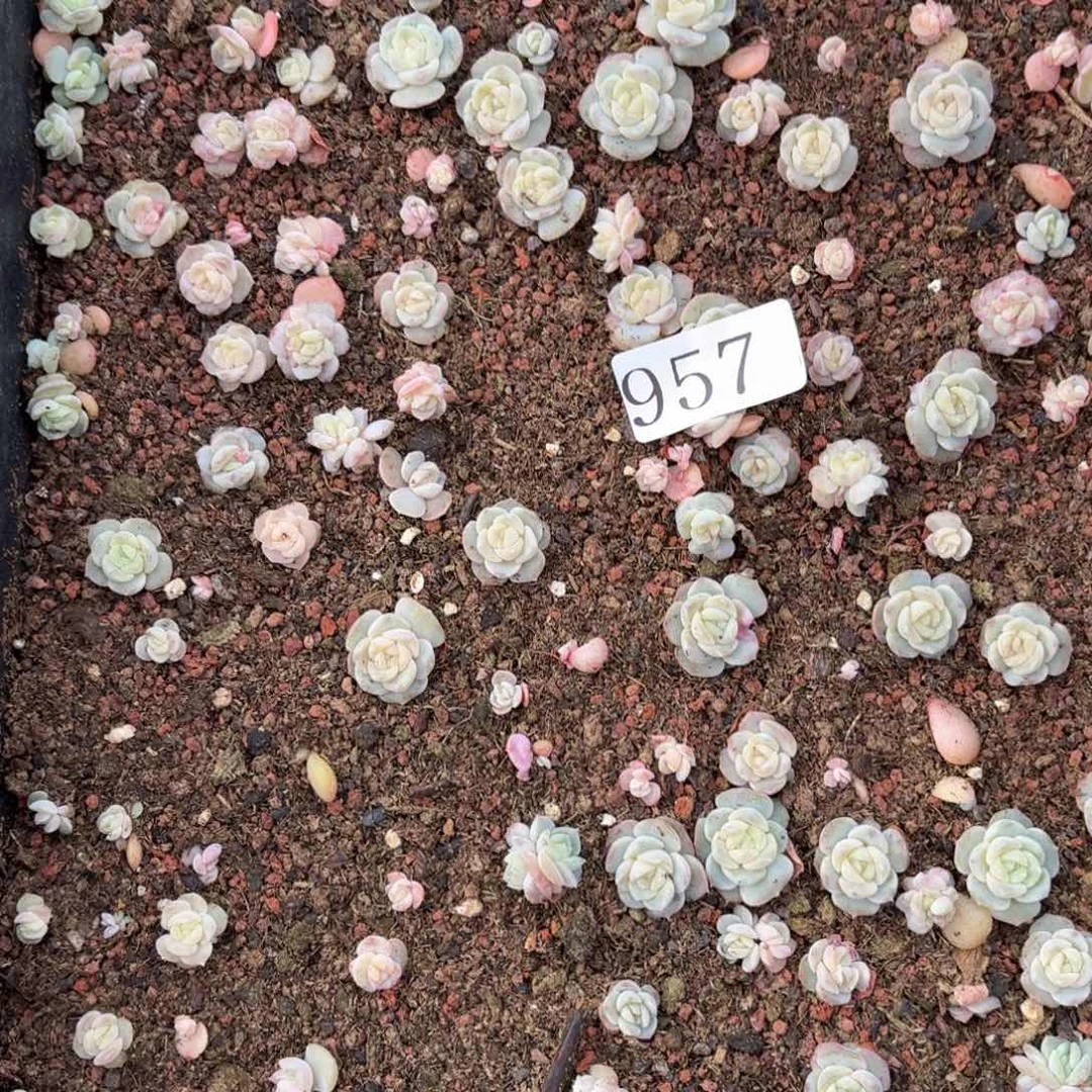 爱***蚁多肉植物多肉植物957