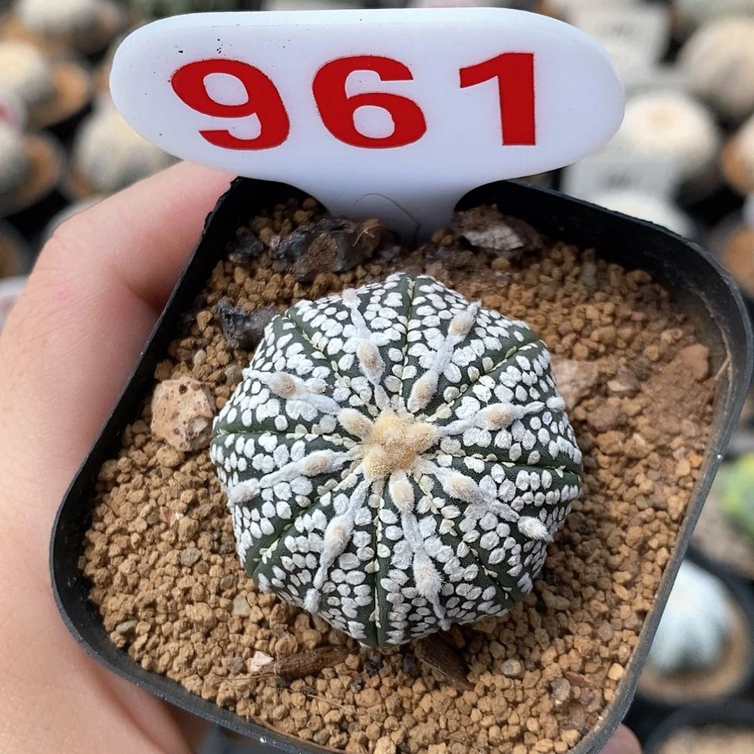 961海星奇迹兜系列产品