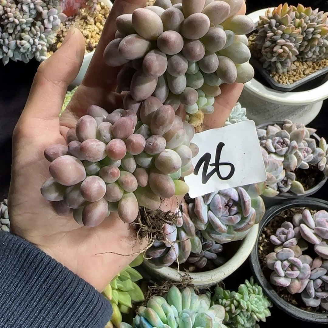 两颗汤圆缀化一物一拍26