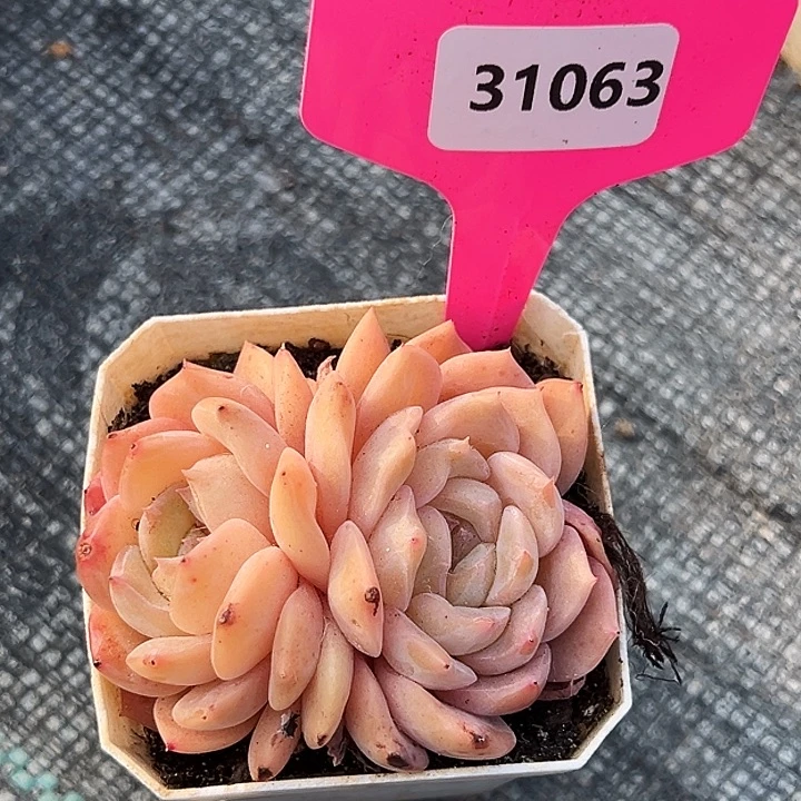 糖心       31063号