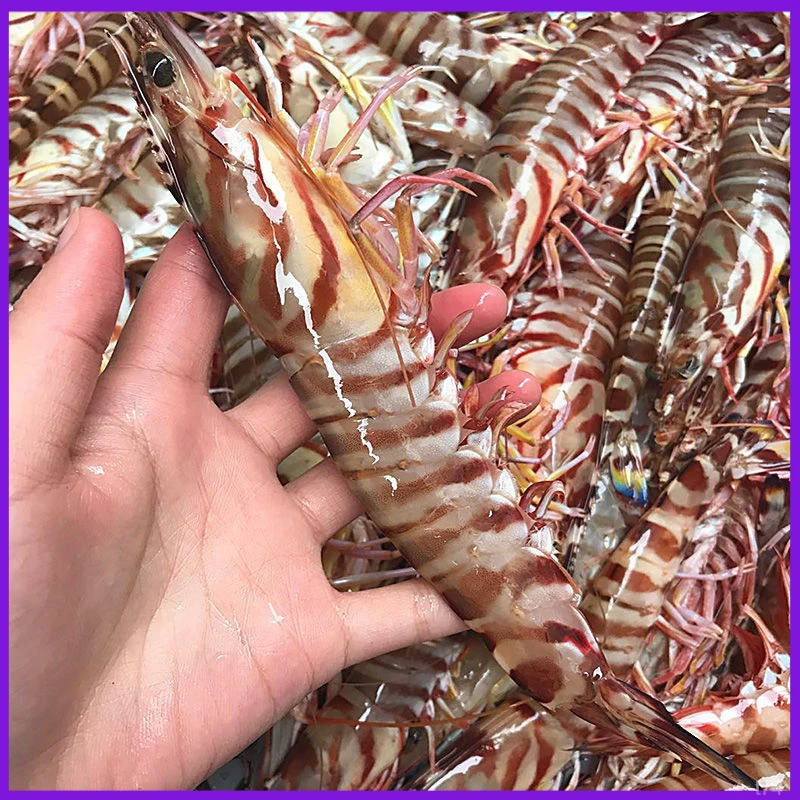 正宗九节虾超大竹节斑节虾鲜活速冻竹节虾特大号基围虾新鲜海鲜