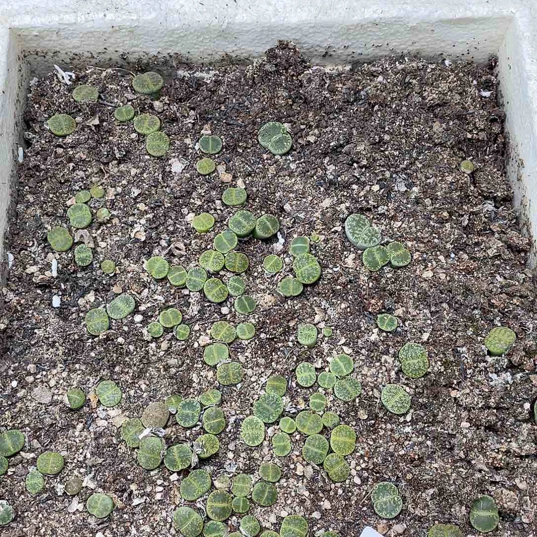 绿紫薰清筐 脱土 662 不大