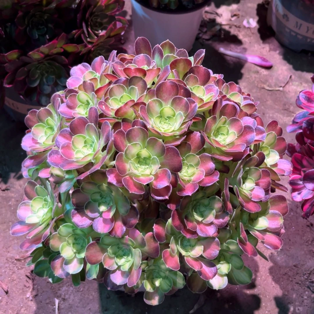多肉植物韶华 722