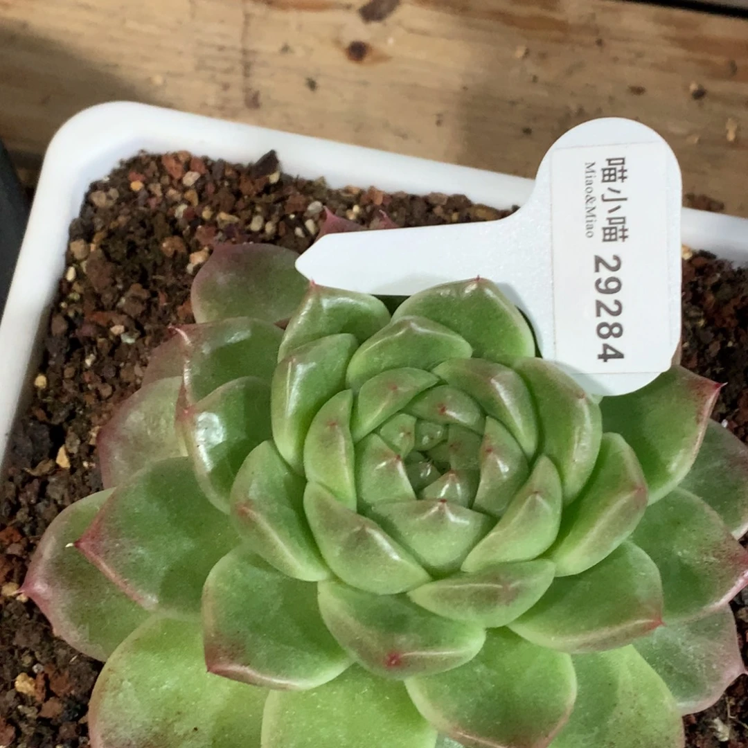 多肉植物杂交珍妮