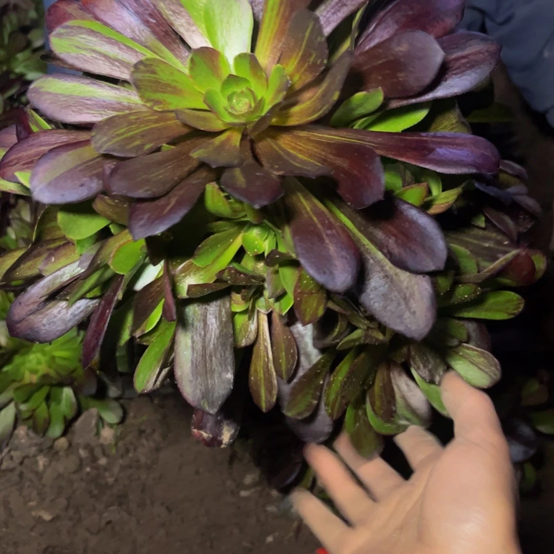 欧若拉多肉植物捧花的