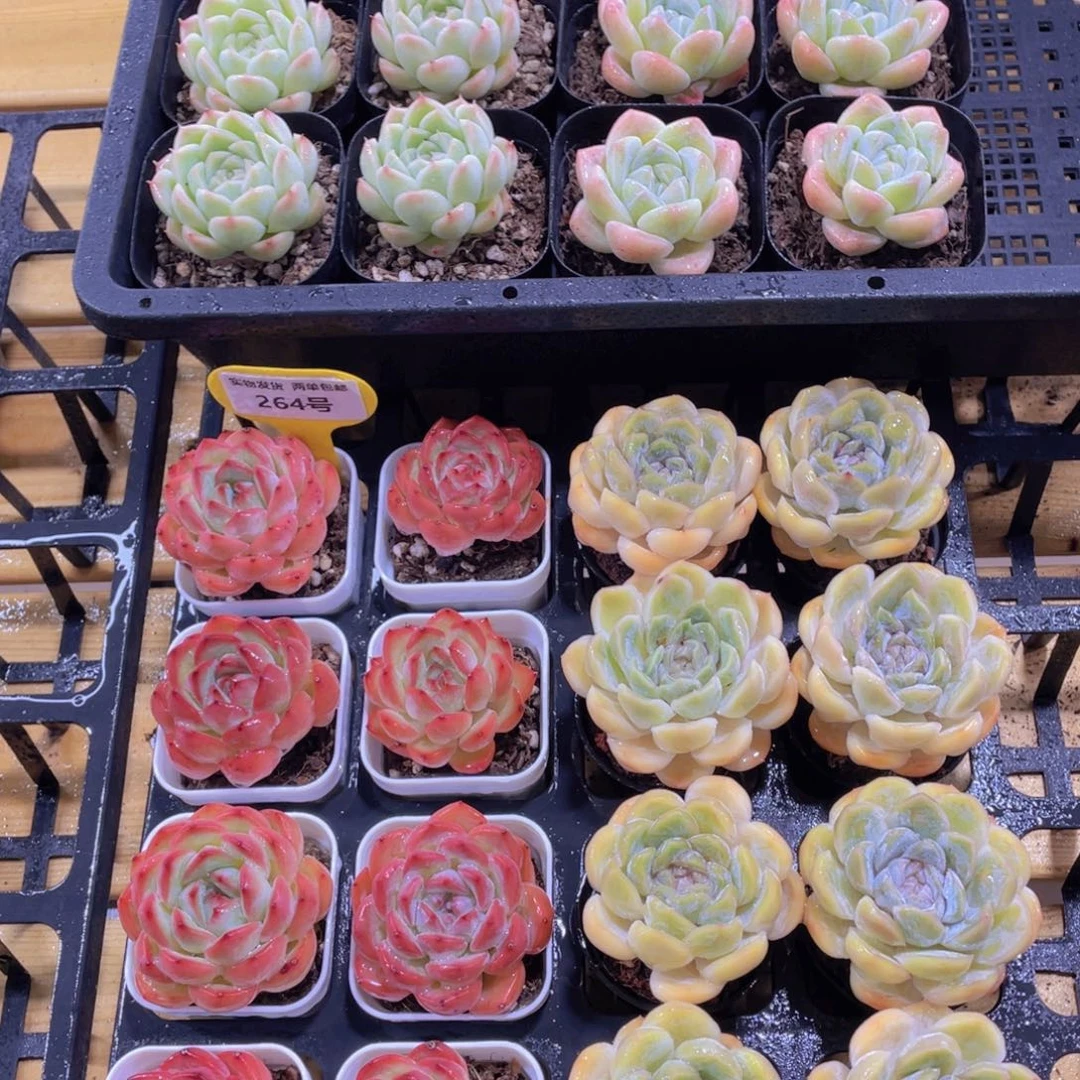 264号 草莓杏加麦秆加玛奇朵加白冰