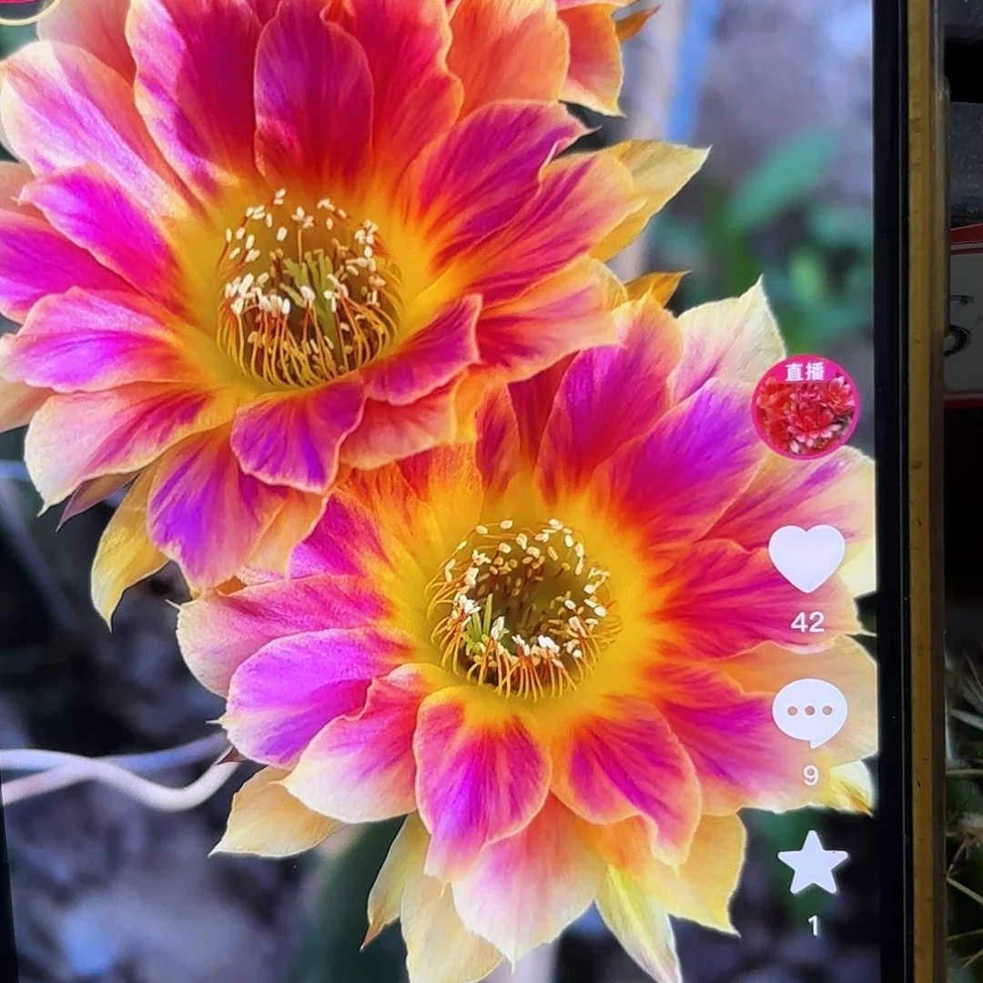 阳光明媚丽花侧牙20包邮54