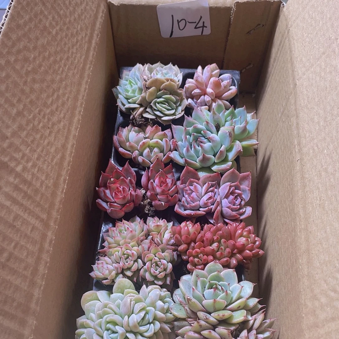 【闪购商品】10颗-4