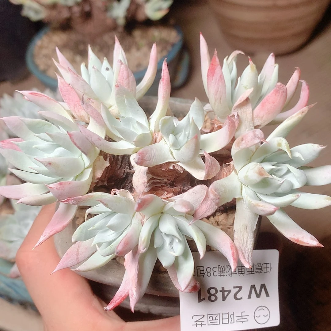 2481奴婢吉娜仙女杯