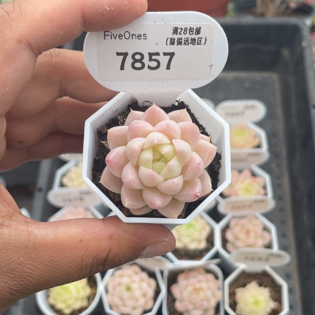 7857 麦秆3.5厘米