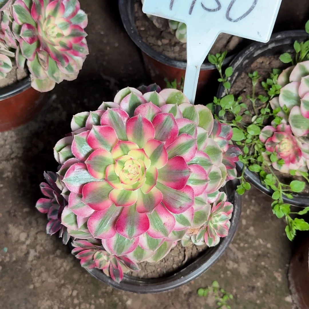 4156倾城多肉法师多肉