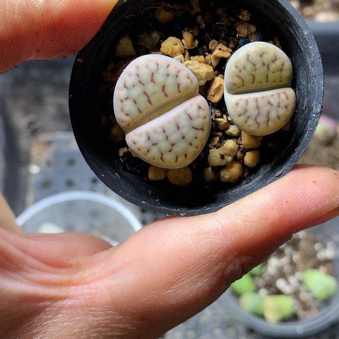 ?****?D464多肉植物保护