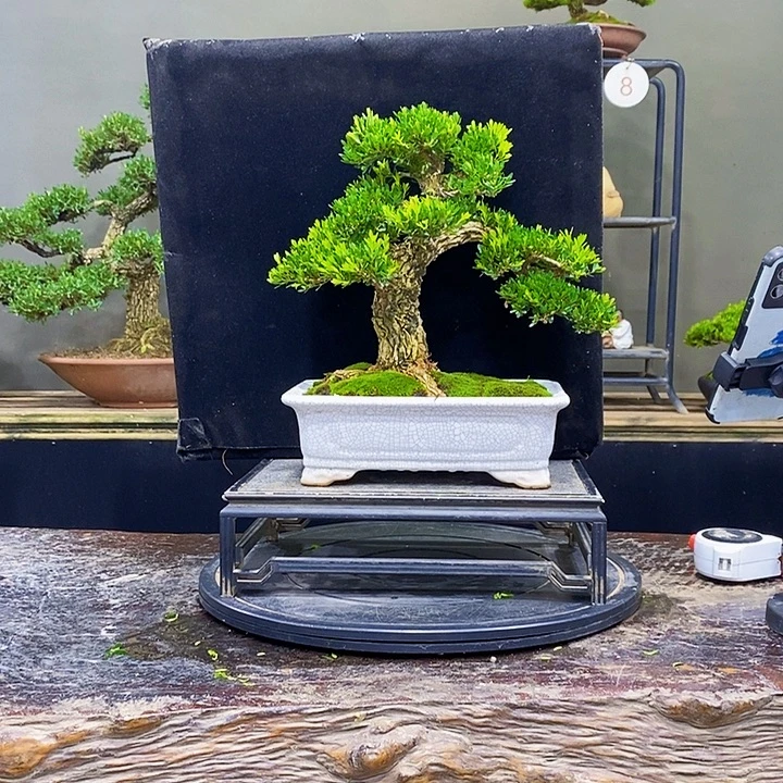 无花朵黄杨盆景四季常青