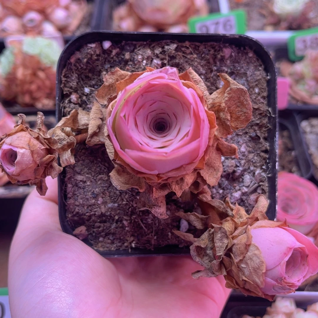 151 凤玥 一物一拍