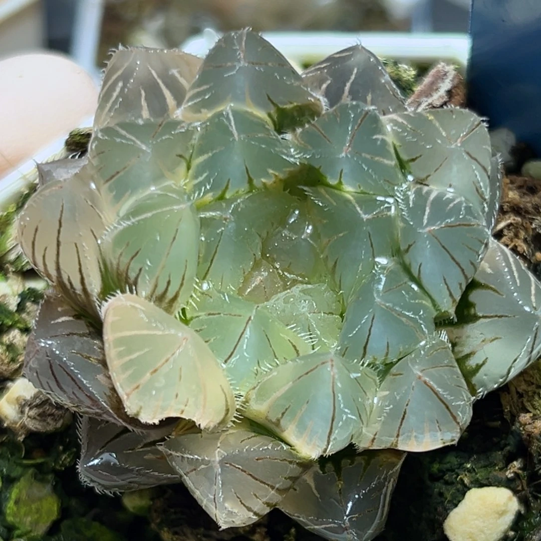 恭喜发财大吉大利574赤线