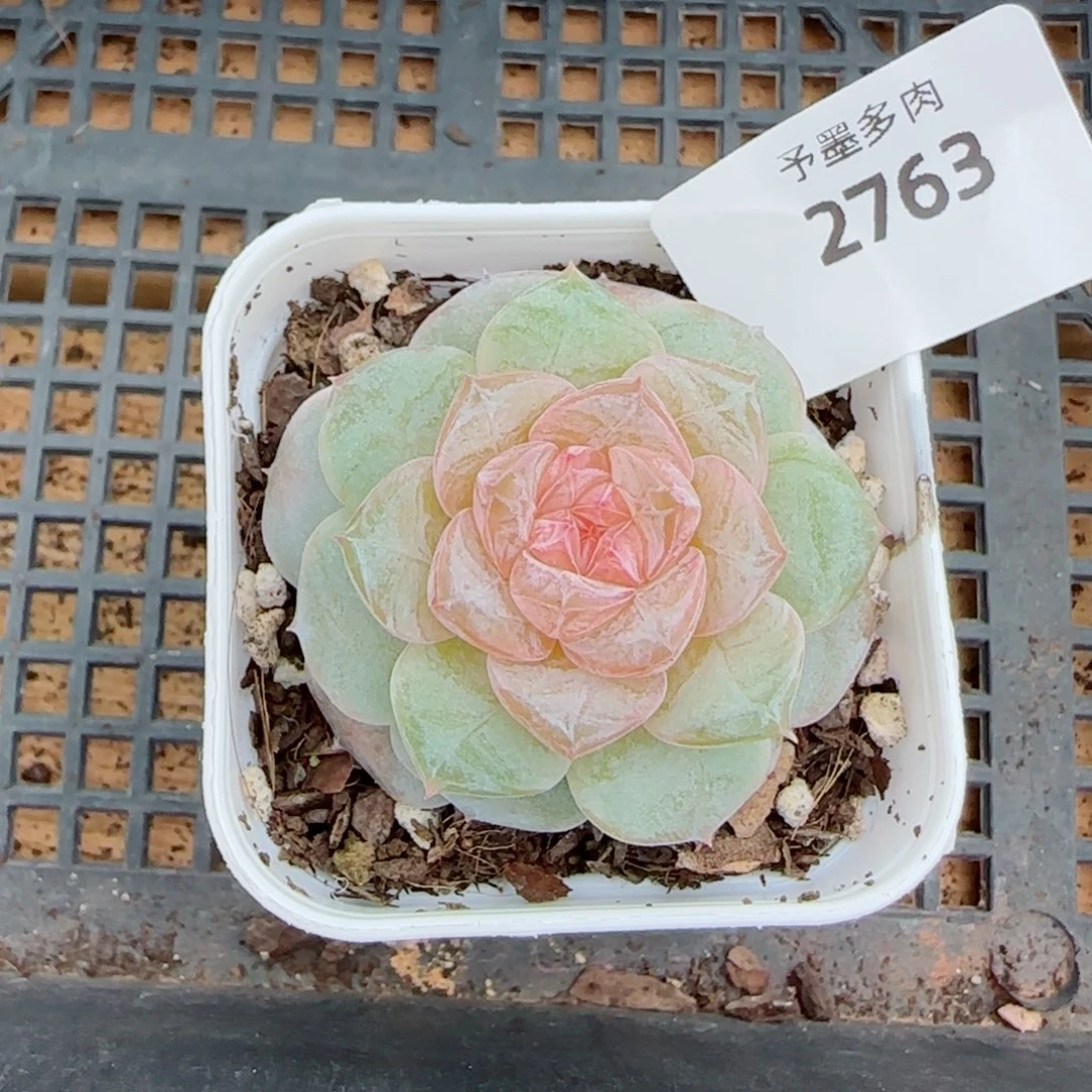 奶糖，2763多肉植物