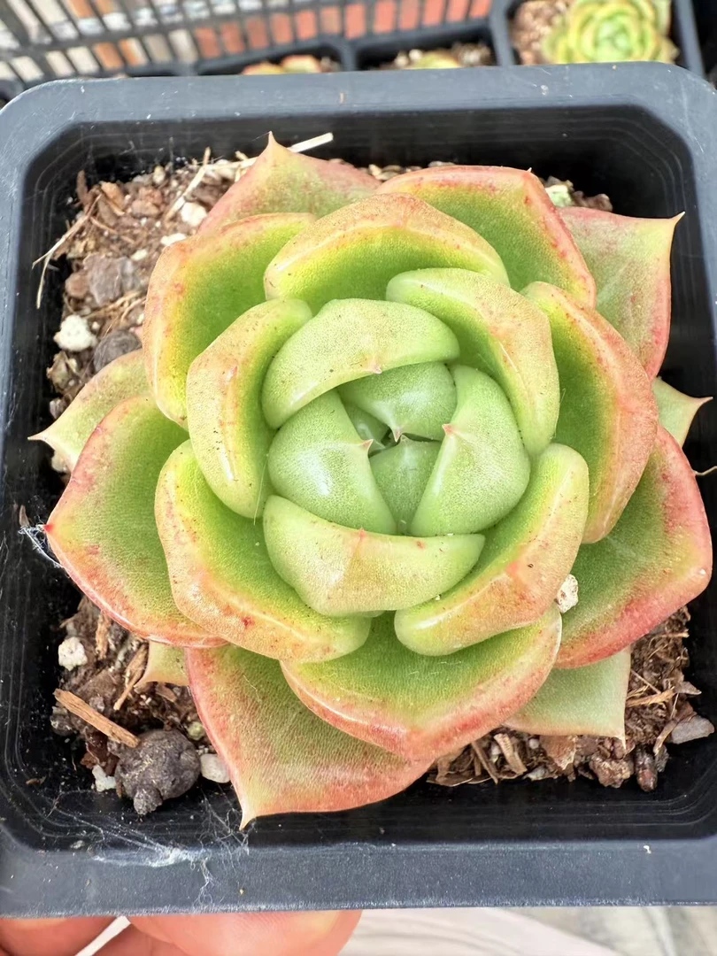 冰宝龙5公分左右 多肉植物两单包邮