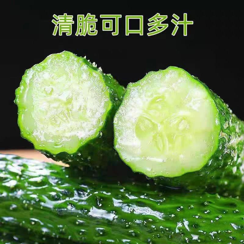 贵州高山刺黄瓜自然生长新鲜现摘现发产地直发绿皮绿心新鲜脆黄瓜