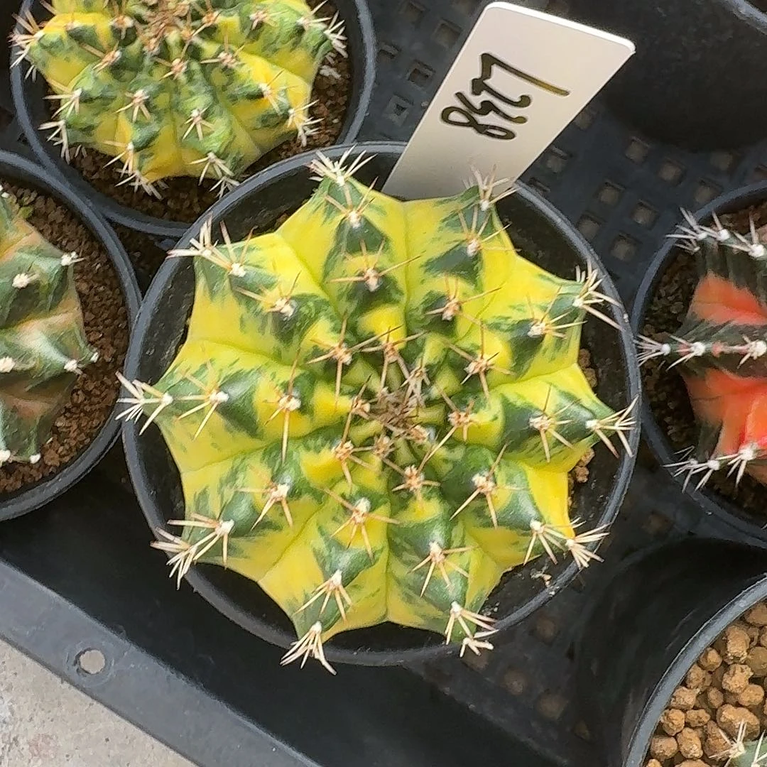 L238-1224广东发货 月冠