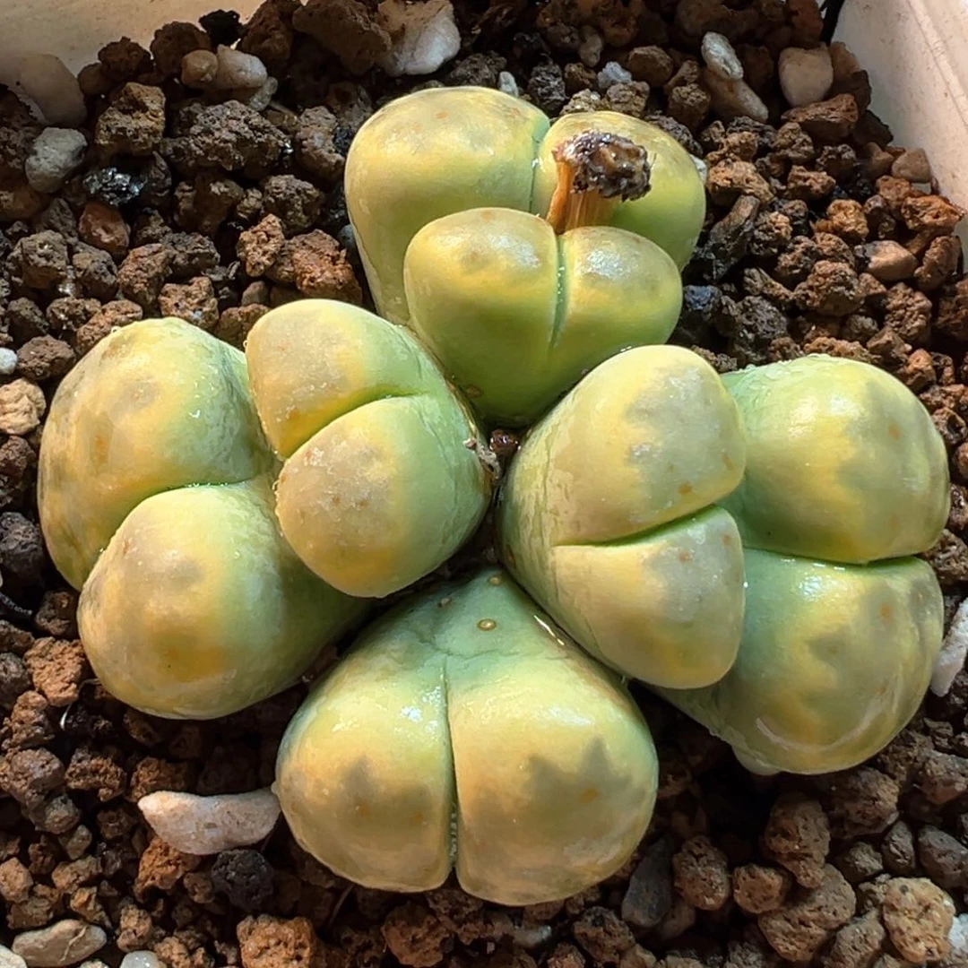 463多肉植物种类多样