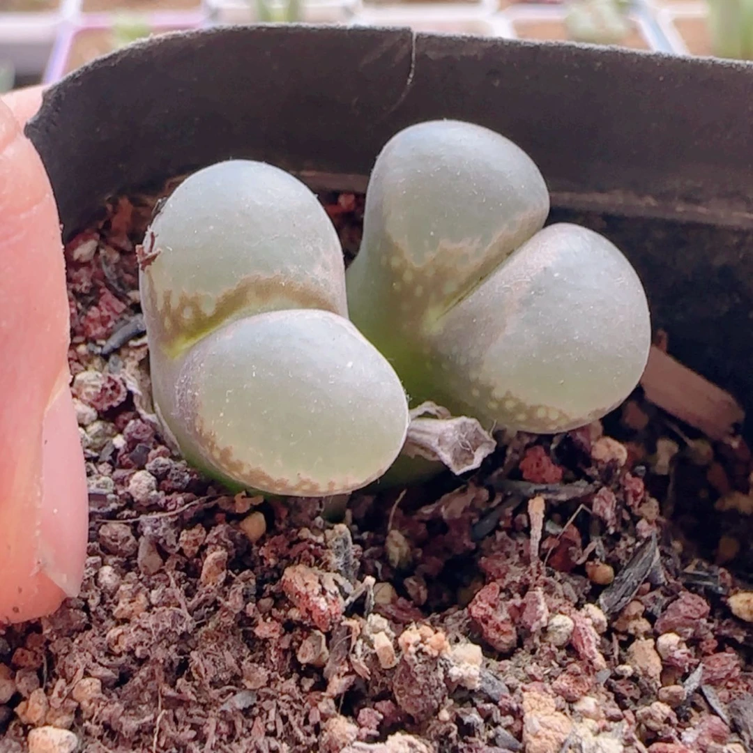 【闪购商品】迪**特21151