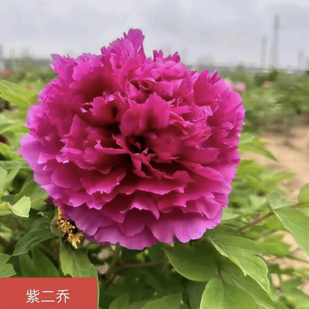 【紫二乔】又名洛阳红 精品牡丹苗 重瓣牡丹 菏泽基地直发现挖现发