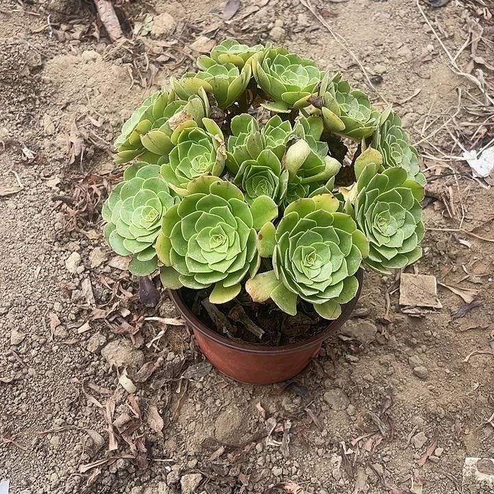 万胜节玫瑰玫瑰玫瑰