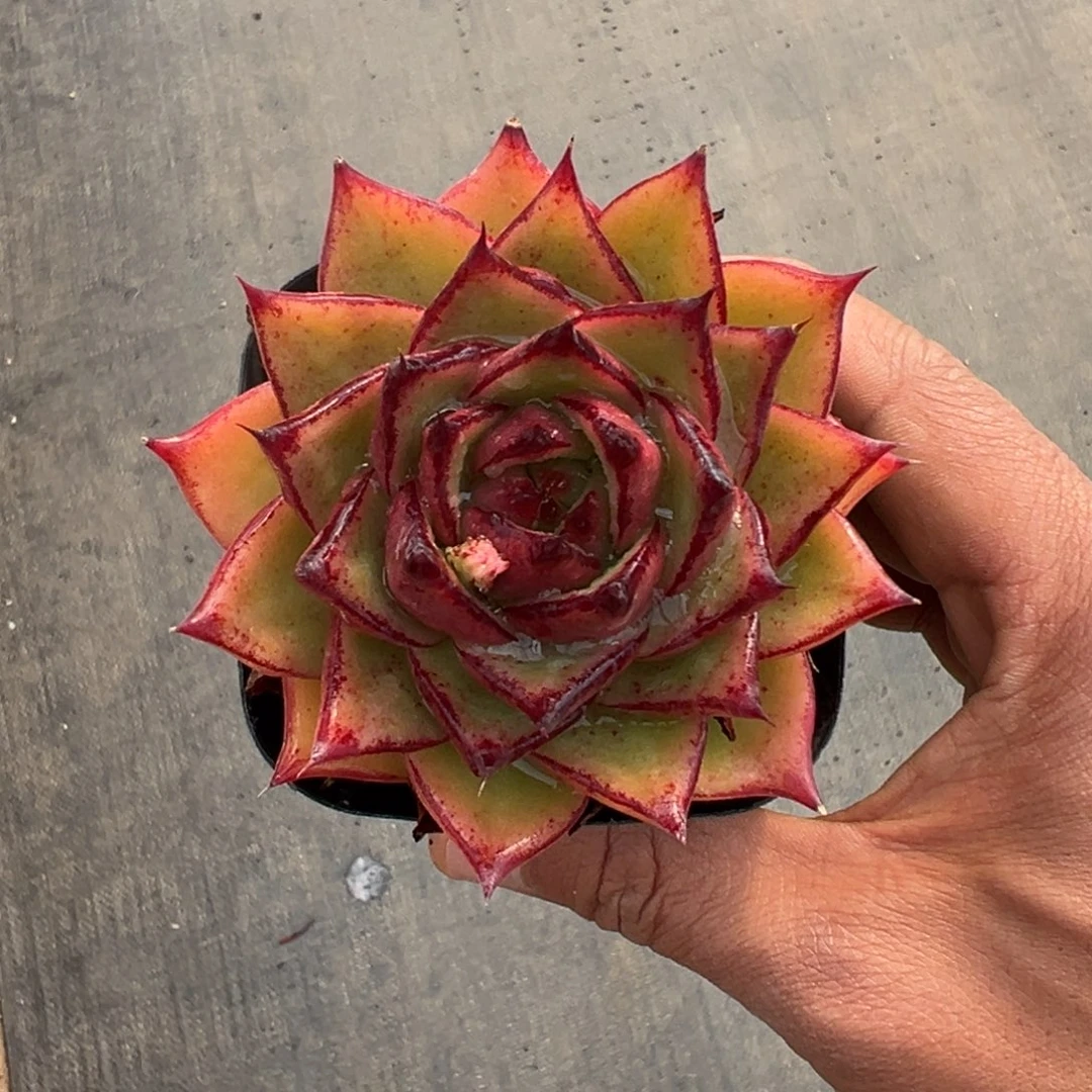 多肉一物一拍0209.78