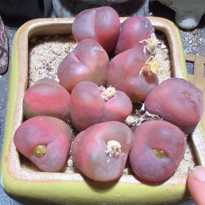 11530巨大双头红一颗