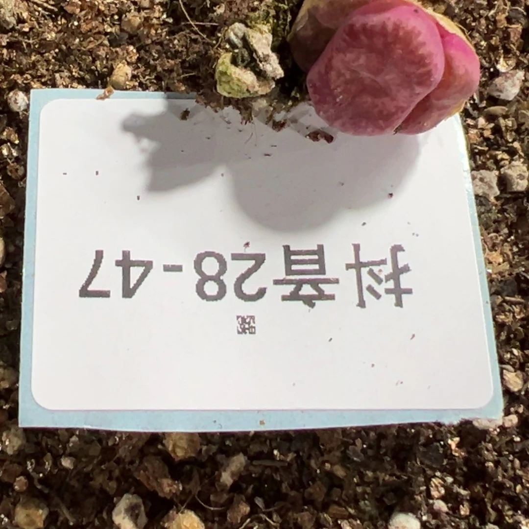 28-47肉锥多肉植物