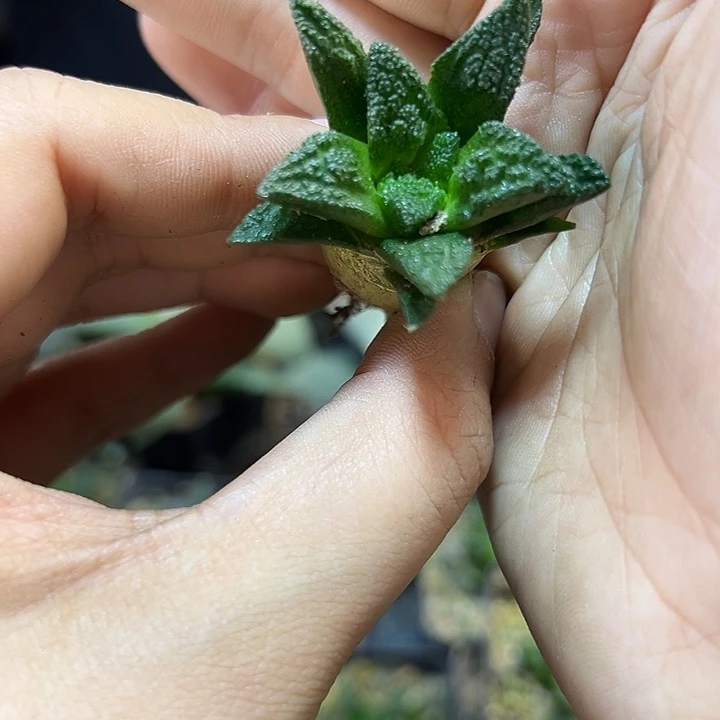 实生割尤辛盾3.5公分萝卜根