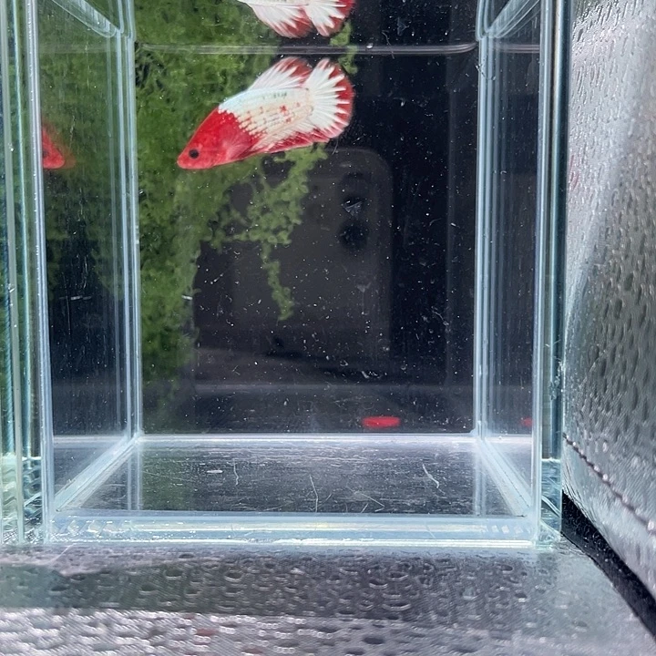 斗鱼听风观赏斗鱼