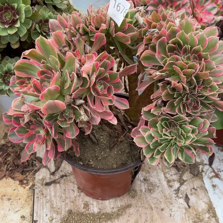 女神坠多肉处理不包断头1676