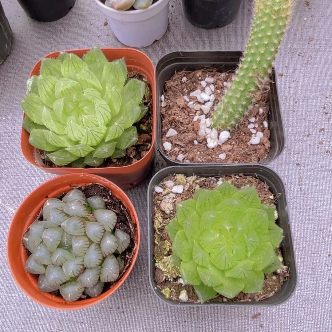 长毛九尾狐 两个樱水晶 姬雨露