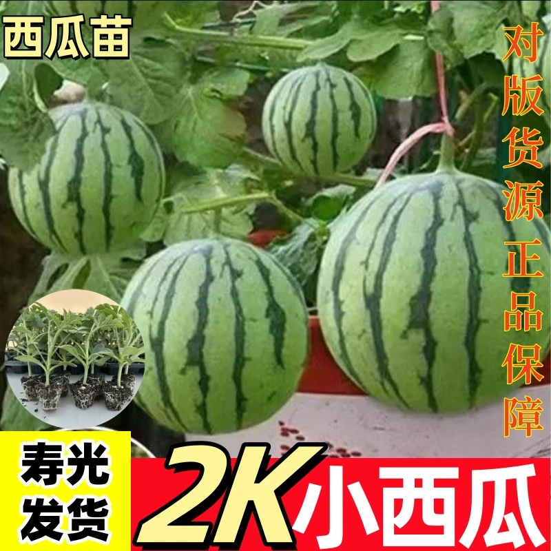 【一级苗】特色美都麒麟2K西瓜嫁接西瓜苗
