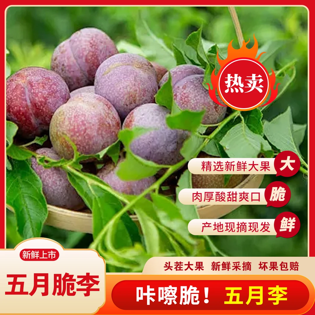 T正宗四川五月脆凤凰李新鲜应季水果脆甜多汁