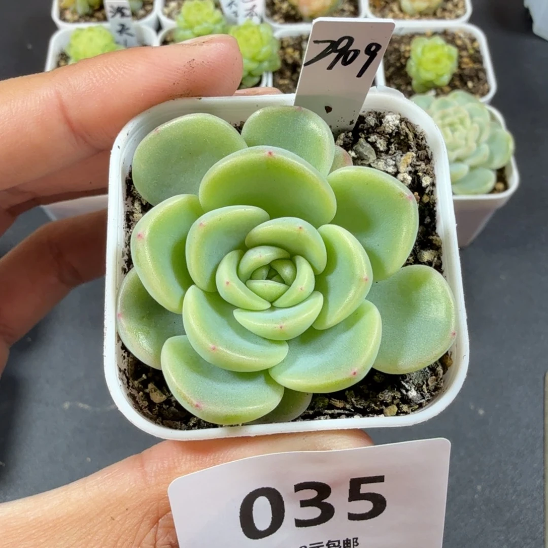 甜心2909一物一拍035