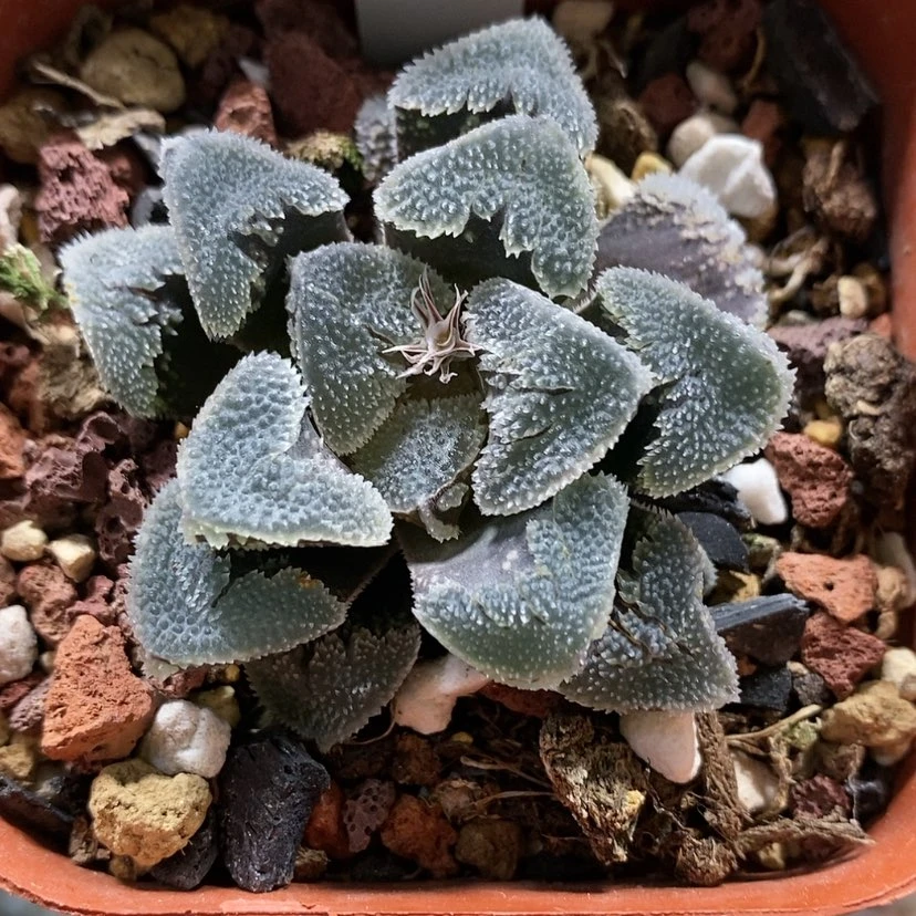 【闪购商品】150冰上之舞