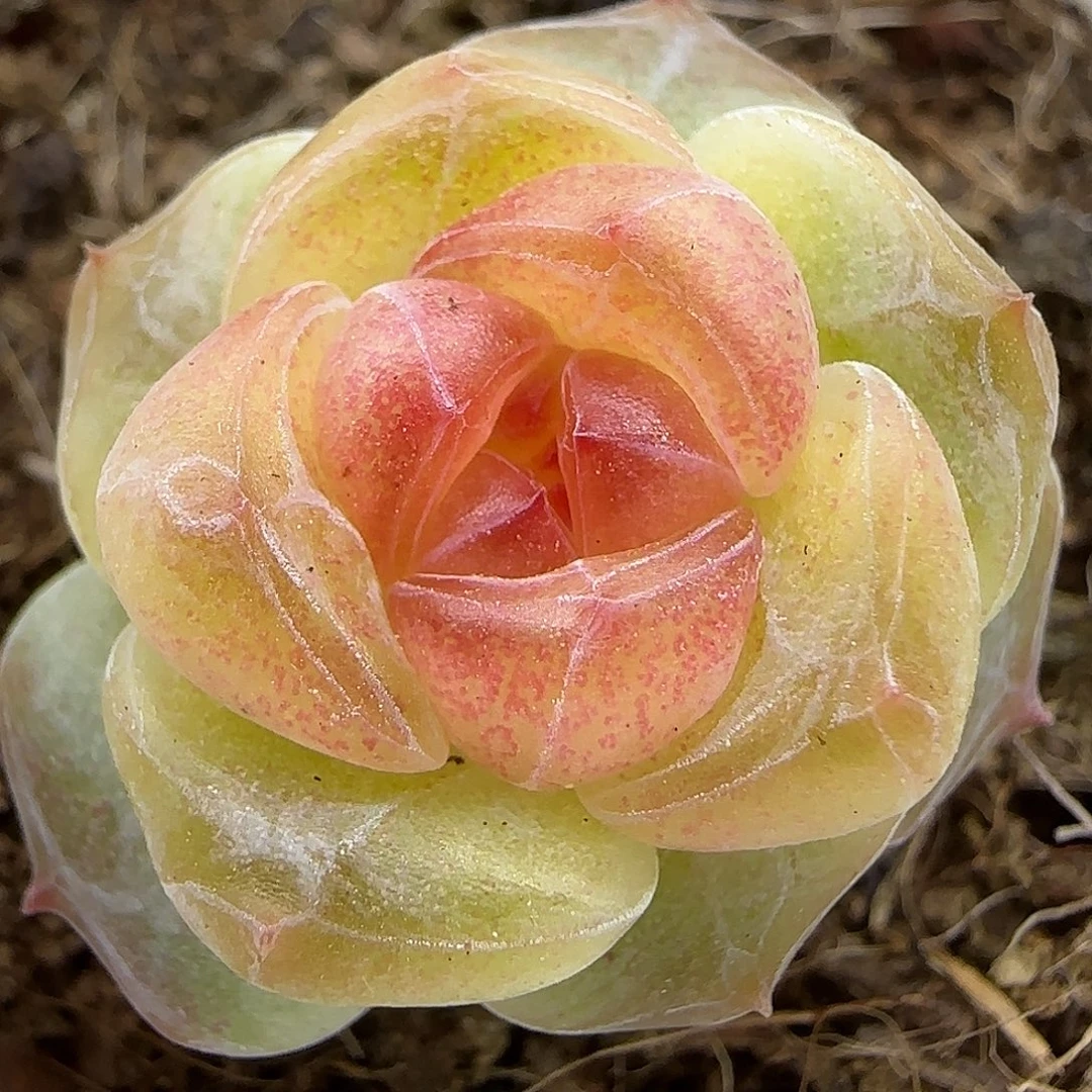 203三公分【满29包邮非偏远】