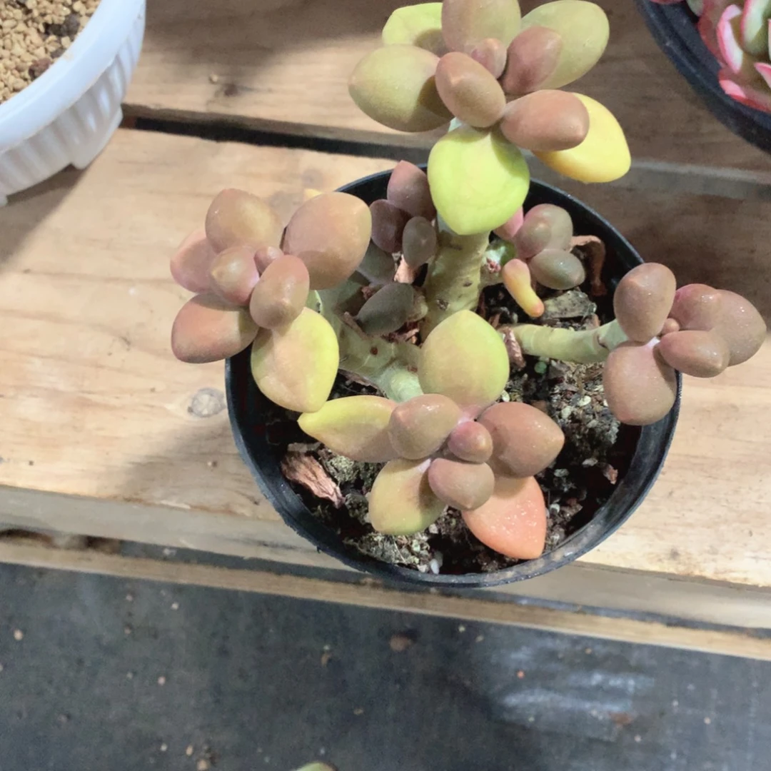 多肉植物多肉植物