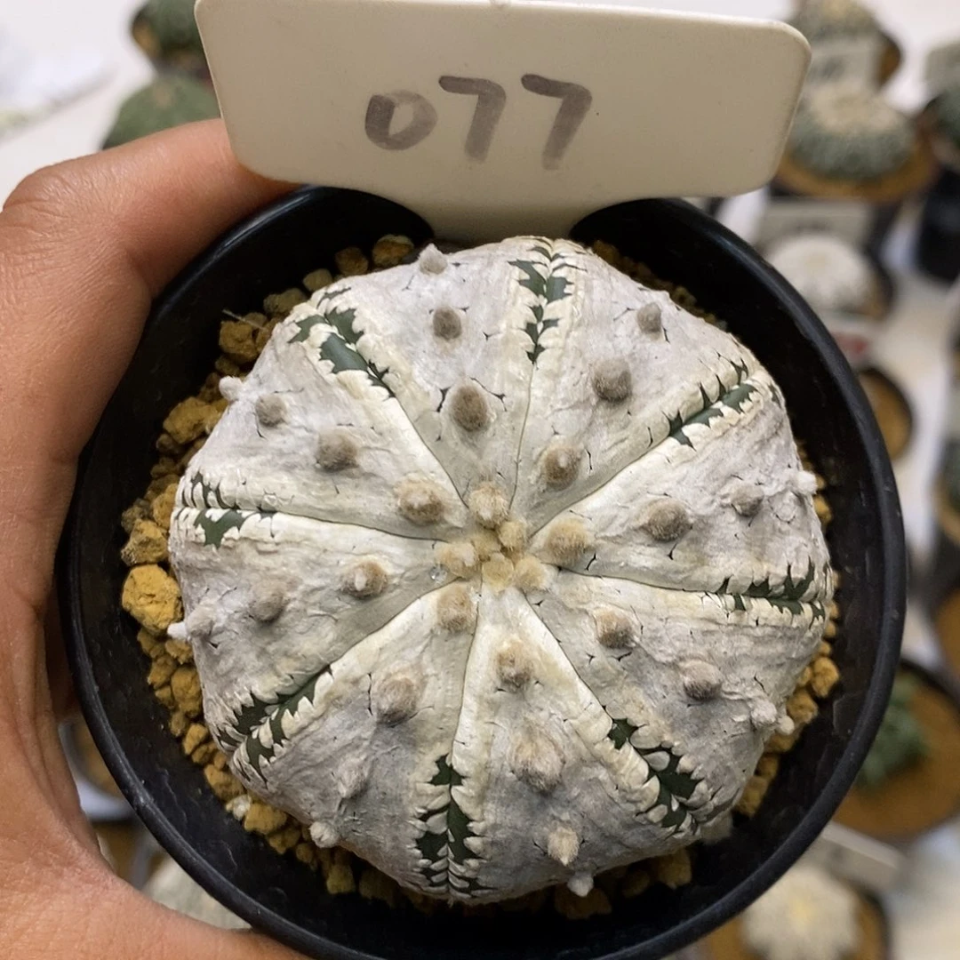 077福利特价来了哦