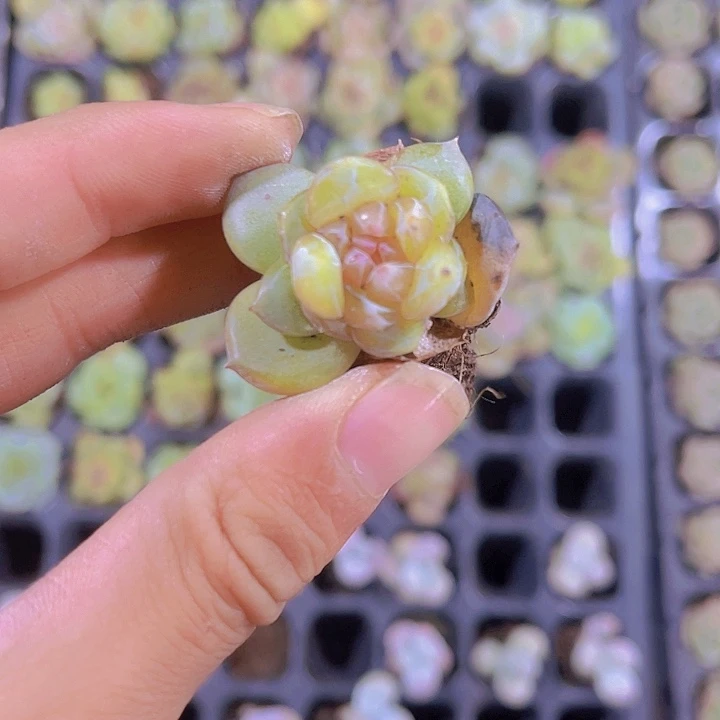 一元海梦多肉植物