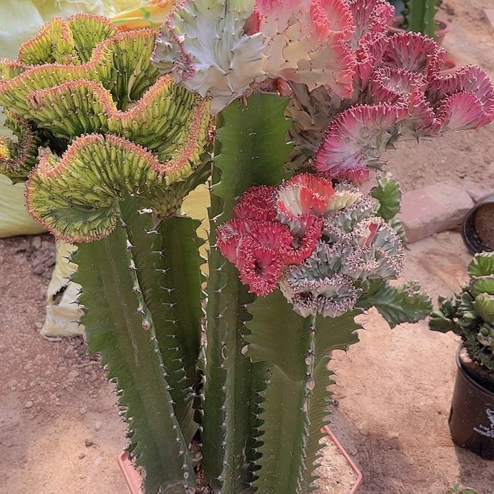 大戟科植物多彩麒麟288