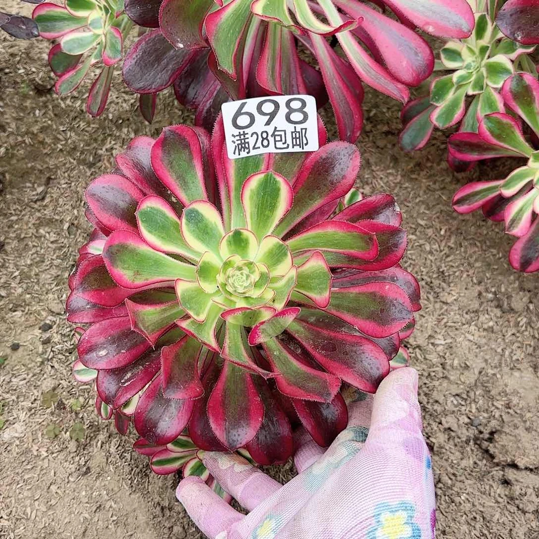 D. 698冰淇淋多肉1111